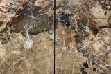 Tall, Colorful Petrified Wood Bookends - Madagascar #303521-1